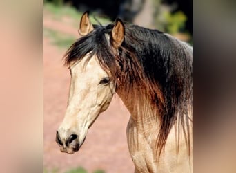 Hispano árabe, Caballo castrado, 4 años, 161 cm, Buckskin/Bayo
