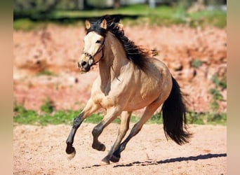 Hispano árabe, Caballo castrado, 4 años, 161 cm, Buckskin/Bayo