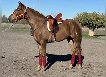 Hispano árabe, Caballo castrado, 4 años, 163 cm, Alazán