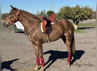 Hispano árabe, Caballo castrado, 4 años, 163 cm, Alazán