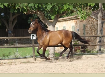 Hispano árabe Mestizo, Caballo castrado, 5 años, 153 cm, Castaño