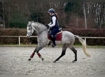Hispano árabe, Caballo castrado, 5 años, 154 cm, Tordo