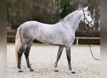 Hispano árabe, Caballo castrado, 5 años, 154 cm, Tordo