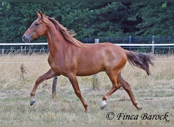 Hispano árabe, Caballo castrado, 5 años, 156 cm, Alazán
