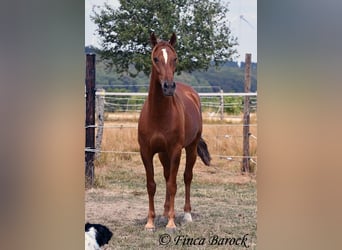 Hispano árabe, Caballo castrado, 5 años, 156 cm, Alazán