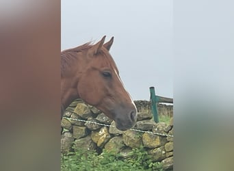 Hispano árabe Mestizo, Caballo castrado, 5 años, 160 cm, Alazán-tostado