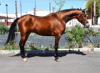 Hispano árabe, Caballo castrado, 5 años, 163 cm, Castaño