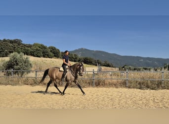 Hispano árabe, Caballo castrado, 5 años, 163 cm, Musgo marrón