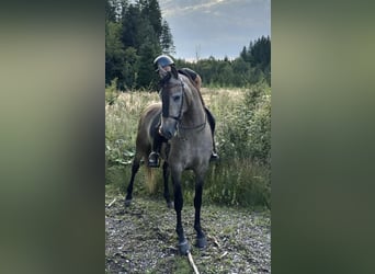 Hispano árabe, Caballo castrado, 5 años, 163 cm, Musgo marrón