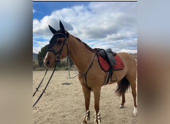 Hispano árabe, Caballo castrado, 6 años, 160 cm, Alazán-tostado