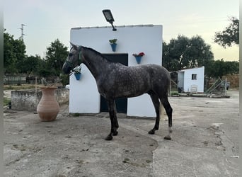 Hispano árabe, Caballo castrado, 6 años, 160 cm, Tordo