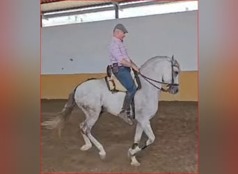 Hispano árabe, Caballo castrado, 6 años, 161 cm, Tordo