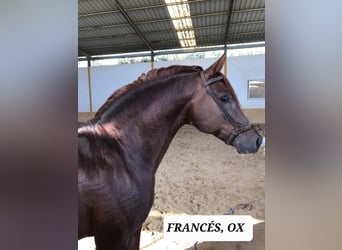 Hispano árabe, Caballo castrado, 6 años, 161 cm, Tordo