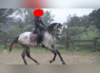 Hispano árabe, Caballo castrado, 6 años, 166 cm, Tordo