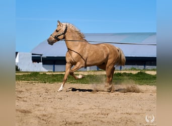Hispano árabe Mestizo, Caballo castrado, 6 años
