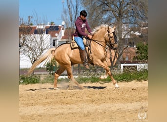 Hispano árabe Mestizo, Caballo castrado, 6 años