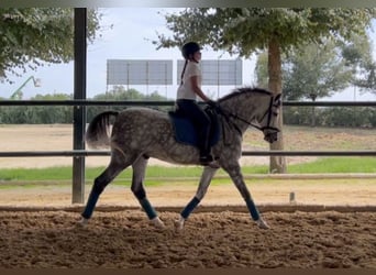 Hispano árabe, Caballo castrado, 6 años, Tordo