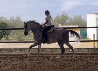 Hispano árabe, Caballo castrado, 6 años, Tordo