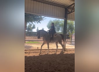 Hispano árabe, Caballo castrado, 6 años, Tordo