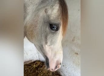 Hispano árabe, Caballo castrado, 7 años, 156 cm