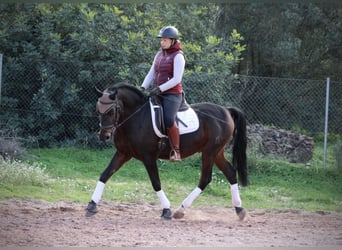 Hispano árabe, Caballo castrado, 7 años, 161 cm, Morcillo