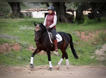 Hispano árabe, Caballo castrado, 7 años, 161 cm, Morcillo