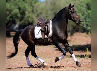 Hispano árabe Mestizo, Caballo castrado, 7 años, 161 cm, Negro