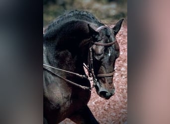 Hispano árabe Mestizo, Caballo castrado, 7 años, 161 cm, Negro