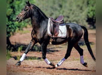 Hispano árabe Mestizo, Caballo castrado, 7 años, 161 cm, Negro