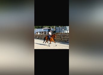 Hispano árabe, Caballo castrado, 7 años, 163 cm, Castaño