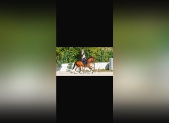 Hispano árabe, Caballo castrado, 7 años, 163 cm, Castaño