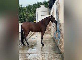Hispano árabe, Caballo castrado, 7 años, 168 cm, Castaño