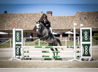 Hispano árabe, Caballo castrado, 8 años, 145 cm, Tordo