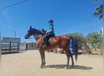 Hispano árabe, Caballo castrado, 8 años, 165 cm, Castaño