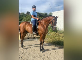 Hispano árabe, Caballo castrado, 8 años, 165 cm, Castaño