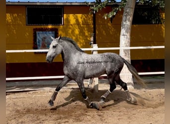 Hispano árabe, Caballo castrado, 8 años, 167 cm, Tordo rodado