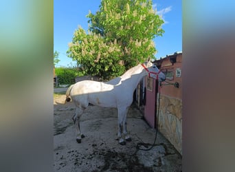 Hispano árabe, Caballo castrado, 8 años