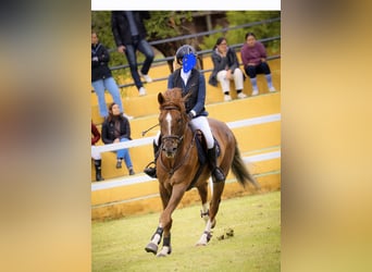 Hispano árabe, Caballo castrado, 8 años, Castaño