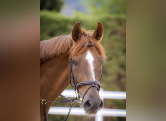Hispano árabe, Caballo castrado, 8 años, Castaño