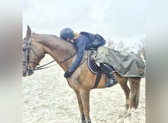 Hispano árabe, Caballo castrado, 8 años, Castaño
