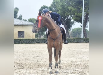 Hispano árabe, Caballo castrado, 8 años, Castaño oscuro