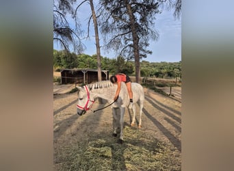 Hispano árabe, Caballo castrado, 9 años, 162 cm, Tordo