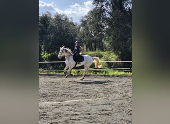 Hispano árabe, Caballo castrado, 9 años, 162 cm, Tordo
