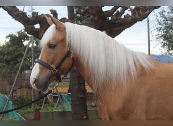 Hispano arabe, Étalon, 13 Ans, 160 cm, Palomino