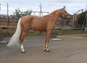Hispano arabe, Étalon, 14 Ans, 160 cm, Palomino