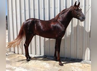 Hispano arabe Croisé, Étalon, 2 Ans, 154 cm, Alezan brûlé