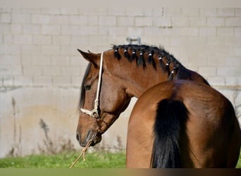 Hispano arabe, Étalon, 3 Ans, 156 cm, Bai