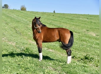 Hispano arabe, Étalon, 3 Ans, 156 cm, Bai