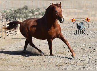 Hispano arabe, Étalon, 3 Ans, 158 cm, Alezan