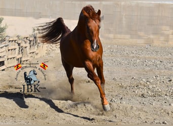 Hispano arabe, Étalon, 3 Ans, 158 cm, Alezan